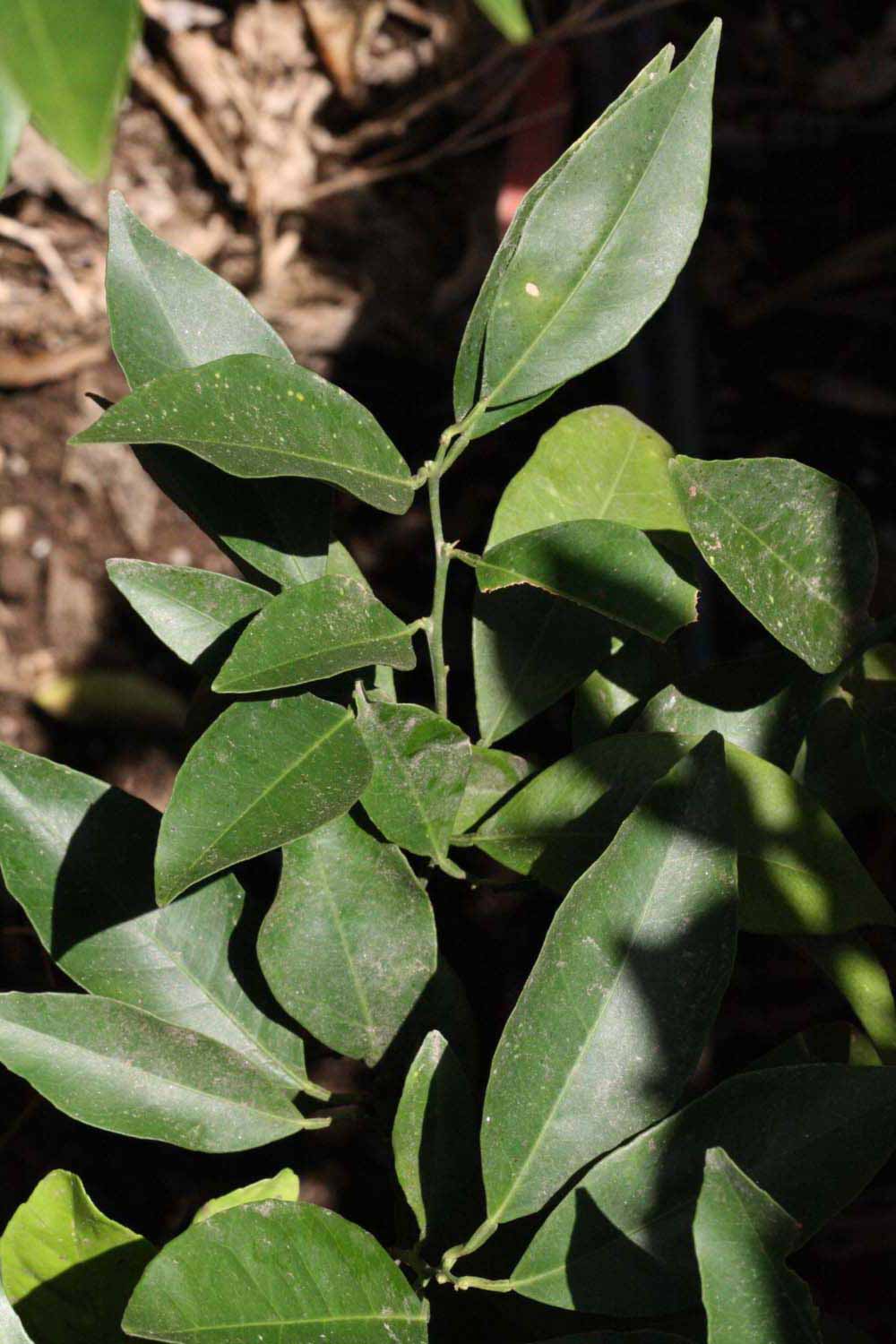              Sun leaves (Riverside, CA)       